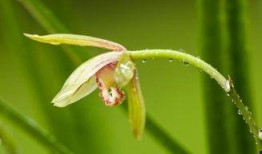 兰花姐姐爆料原视频